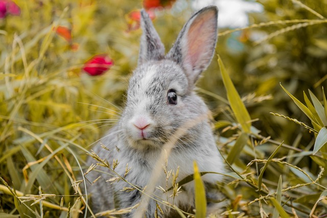 Conejo (gazapo) en una pradera con amapolas rojas