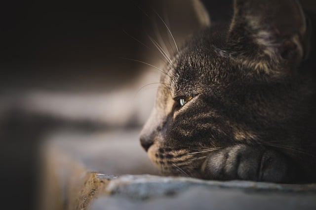 Foto de gato pardo apoyando la cabeza en el suelo con los ojos semicerrados