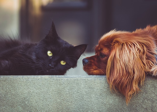 Perro marrón mirando a gato negro mientras el gato mira al horizonte. Están tumbados en un bordillo