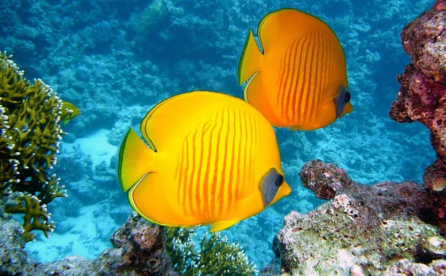 Peces amarillos tropicales sobre fondo azul turquesa