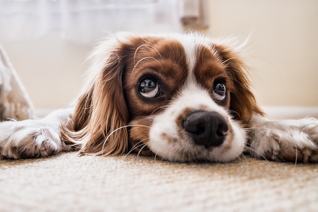 Perro marrón y blanco mirando a la persona que está haciendo la foto mientras apoya su cabeza en el sofá