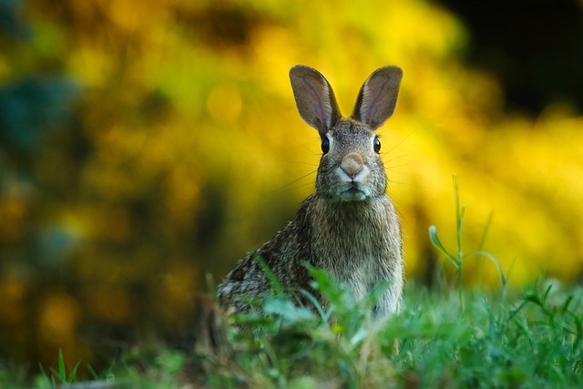 Conejo o liebre mirando a la cámara a lo lejos en un prado verde