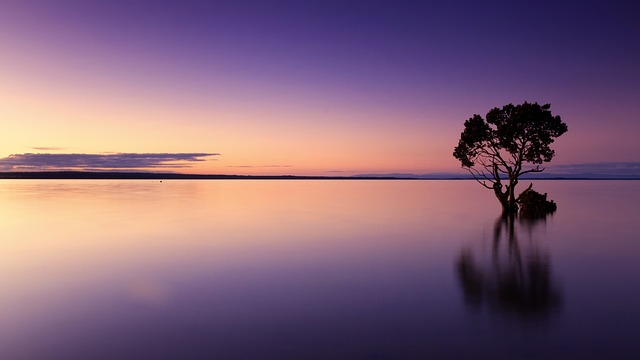 Imagen de una masa de agua tranquila al atardecer con un árbol dentro del agua